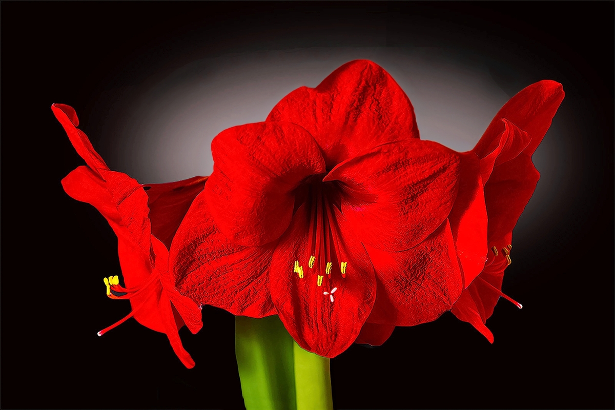 Amaryllis -Alan Knopp